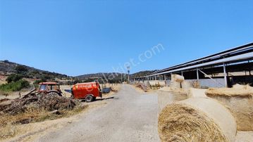 Rw Nefes'ten Burhaniye Hisar'da Satılık 4787 M² Zeytinlik