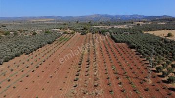 Karaköy Mahallesinde 4.660 M2 Tek Tapu Yolu Olan Fırsat Arazi