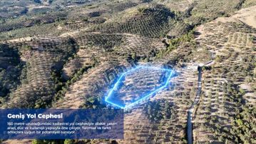 Turyap Altınoluktan Yaylaönü Biller Mevkinde Satılık Zeytinlik