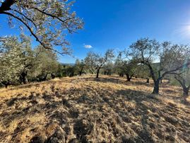 Turyap Altınoluktan Yaylaönü Biller Mevkinde Satılık Zeytinlik