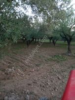 Akhisar Ballıca'da Yol Cepheli Tek Tapu 4000m2 Zeytinlik