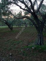 Akhisar Ballıca'da Yol Cepheli Tek Tapu 4000m2 Zeytinlik