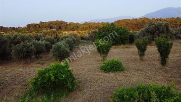 Kemalpaşa Gölet Yanı Satılık 38 Dönüm Arazi