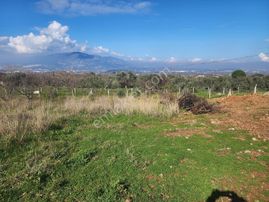 Kemalpaşa Armutlu'da Çarşıklı Mevkinde Satılık 4523 M2 Bahçe