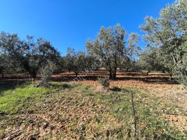 Manisa Sehzadeler Karaoğlanlı 'da 5.000m2 Zeytinlik 5.200.000tl