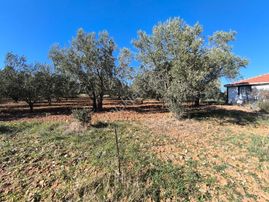 Manisa Sehzadeler Karaoğlanlı 'da 5.000m2 Zeytinlik 5.200.000tl