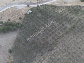 Dikili Demirtaş'ta Yatırımlık Hazır Altyapılı Bakımlı Zeytinlik