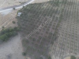 Dikili Demirtaş'ta Yatırımlık Hazır Altyapılı Bakımlı Zeytinlik