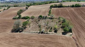 2150 M2 Üzüm Bağı, Yeni Olacak Çanakkale Yoluna 500 Mt Mesafede