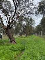 Havran Büyükdere Asfalta Cepheli Zeytinlik