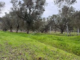 Havran Büyükdere Asfalta Cepheli Zeytinlik