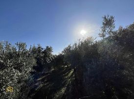 Esenköyde 1600m2 Müstakil Tapulu Köşe Parsel Satılık Tarla