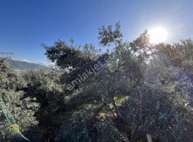 Esenköyde 1600m2 Müstakil Tapulu Köşe Parsel Satılık Tarla