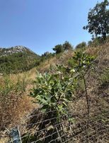 Alanya Çamlıca'da 1.576 M2 İmarlı Arsa