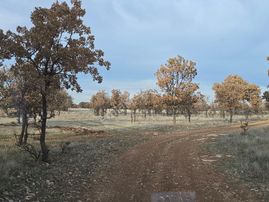 Denizli Bekilli Kutlubey'de 3.126 M2 Çok Uygun Yatırımlık Tarla. Açıklamayı Okuyarak Arayınız.