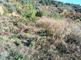 İzmir Bayındır Dernekli'de 264 M2 Köyiçi Uygun Bahçe. Açıklamayı Okuyarak Arayınız.