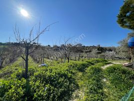 Karaova Yan Yana İki Tapu Elektrik Su Mevcut Denizmanzara Zeytin Üzüm İncir Köy Evi Bulunan Arsa