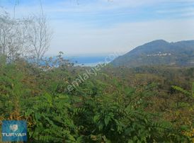 Yason Yarımadasında Parsellenebilir Satılık 7825 M2. Bahçe.