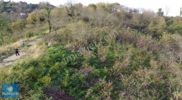 Yason Yarımadasında Parsellenebilir Satılık 7825 M2. Bahçe.