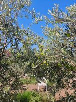 Didim Seyrantepede Tam Müstakil Villa