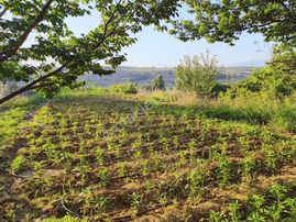 Dilek Küllümağara'da Satılık Kayısı Bahçesi