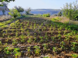 Dilek Küllümağara'da Satılık Kayısı Bahçesi