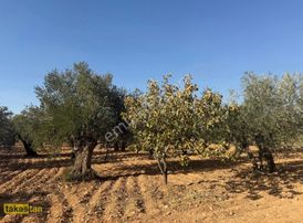 Arıl Nizip Yoluna Yakın Resmi Yola Cepheli Gaziantep 25 Dk Frsat