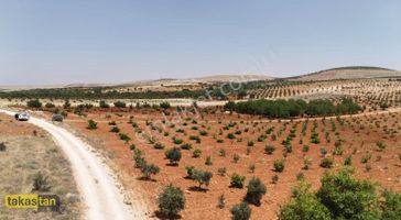 Suboğazı Tek Tapu Resmi Yola Cepheli Şehre 10 Dk Uygun Fırsat