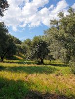 Berkay Emlaktan Karacasu Bahçeköyde Satılık Zeytinlik