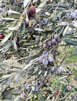 Boyut'tan Havran Çamdibi Mh. Satılık 6.250 M2 Zeytinlik