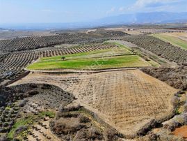 Salihli Akviran'da Satılık 11585 M2 Yenice Zeytinlik (video)