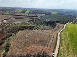 Salihli Akviran'da Satılık 11585 M2 Yenice Zeytinlik (video)