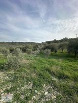 Ezine Derbentbaşı Yola Cephe 16 Dönüm Verimli Zeytinlik