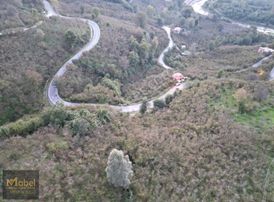 Mabel'den Yol Kenarı Satılık 3 Dönüm Fındıklık Mükemmel Konum