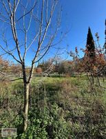 İzmir/selçuk/burgaz'da, 323m2 Kiraz Bahçesi Satılıktır