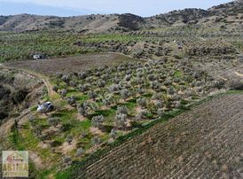 Antika'dan Kaymakçı Mahallesi'nde Satılık İncir-zeytin Bahçesi