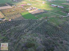 Antika Gayrimenkulden Emirlide Satılık Zeytinlik
