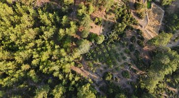07 Truva Emlaktan Kumluca Güzören Köyünde Satılık Tarla