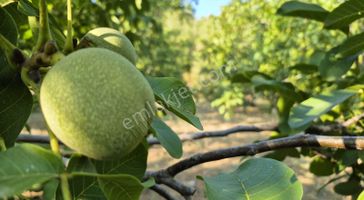 07 Truva Emlaktan Kumluca Güzören Köyünde Satılık Tarla