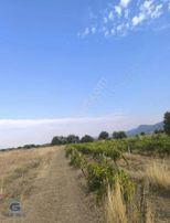 Derbent Ovası'nda Genç Üzüm Bağı!