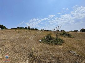 Samet'ten Satılık Kavak Çakallı 3107 M2 Tarla