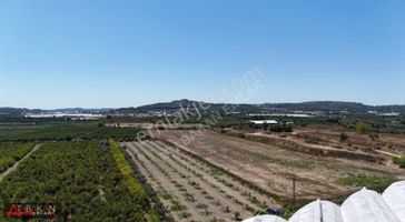 Manavgat Taşağıl Da Yeni Ekilmiş Tek Tapu Bahçe