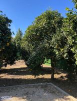 Bahtılı'da Müstakil Yaşam Kurmak İsteyenlere Kiralık Tarla