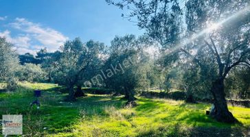 Dikili Bademli Mahallesinde Fırsat Konumda Satılık Tarla