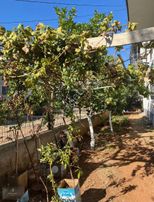 Bahçeşehir Mh. 2+1 Yatay Mimari Satılık Daire