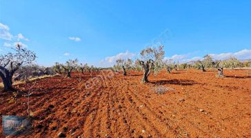 Kilis Liva Gayrimenkul'den Organize Sanayi Yanında Satılık Arazi