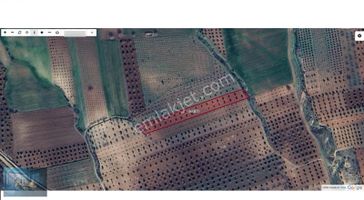 Liva Gayrimenkul'den Doğançay'da Yola Sıfır Satılık Zeytinlik