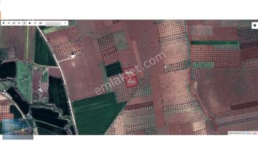 Liva Gayrimenkul'den İnanlı'da Yola Sıfır Satılık Zeytinlik