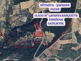 Kütahya Şaphane Pazar 14 Dönüm Lavanta Bahçesi Ve Müstakil Ev Satılıktır