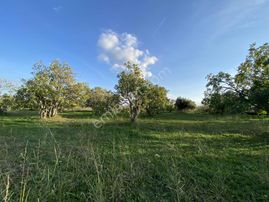 Aydın Germencik Hıdırbeyli De İmarın Yanı 5.163 M2 İncir Bahçesi